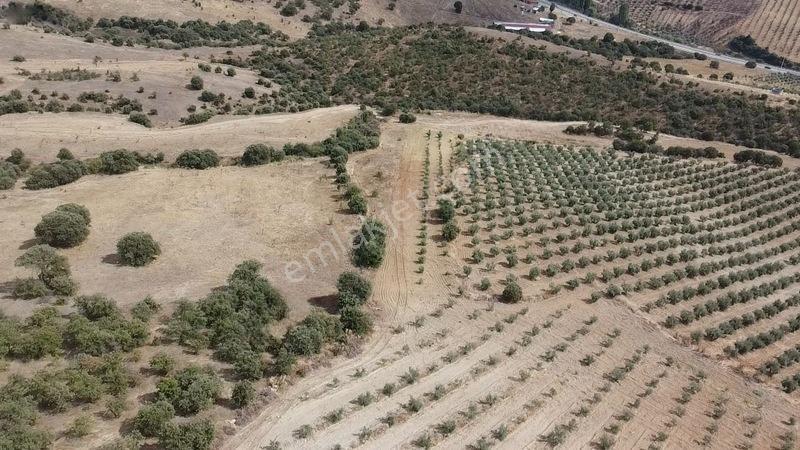 Derbent Mahallesinde Satılık 5.855 M2 Zeytinli Tarla — fotoğraf 10