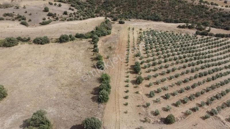 Derbent Mahallesinde Satılık 5.855 M2 Zeytinli Tarla — fotoğraf 11