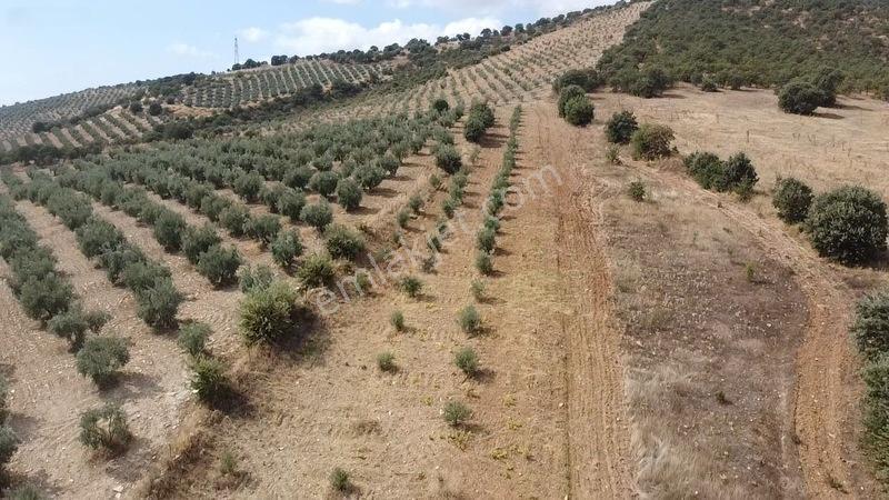 Derbent Mahallesinde Satılık 5.855 M2 Zeytinli Tarla — fotoğraf 12