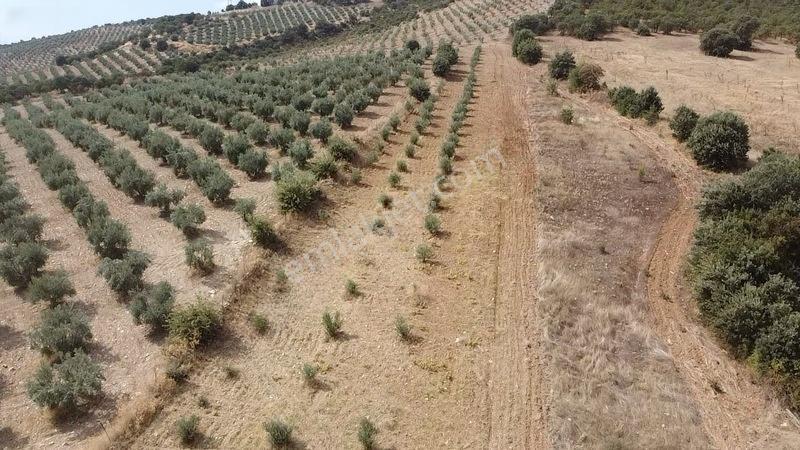 Derbent Mahallesinde Satılık 5.855 M2 Zeytinli Tarla — fotoğraf 13
