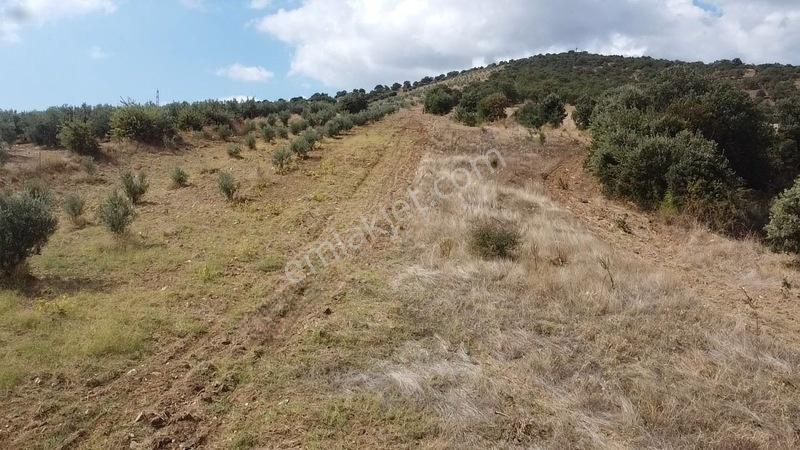 Derbent Mahallesinde Satılık 5.855 M2 Zeytinli Tarla — fotoğraf 14