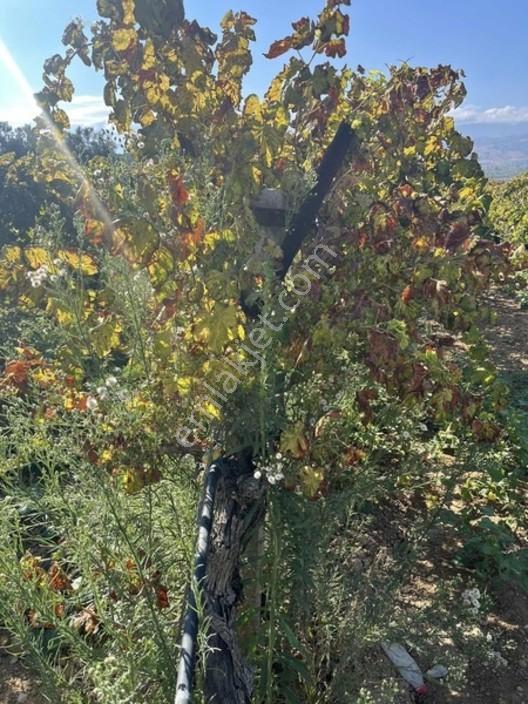 Salihli Torunlu Mahallesinde Satılık 14 Dönüm Üzüm Bağı... — fotoğraf 10