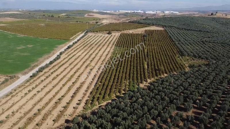 Salihli Torunlu Mahallesinde Satılık 14 Dönüm Üzüm Bağı... — fotoğraf 17