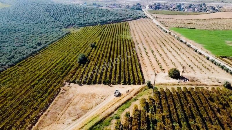 Salihli Torunlu Mahallesinde Satılık 14 Dönüm Üzüm Bağı... — fotoğraf 19