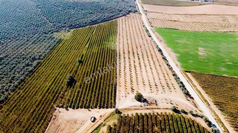 Salihli Torunlu Mahallesinde Satılık 14 Dönüm Üzüm Bağı... — fotoğraf 21