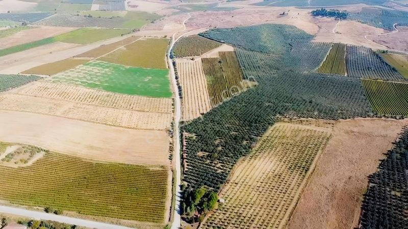 Salihli Torunlu Mahallesinde Satılık 14 Dönüm Üzüm Bağı... — fotoğraf 22