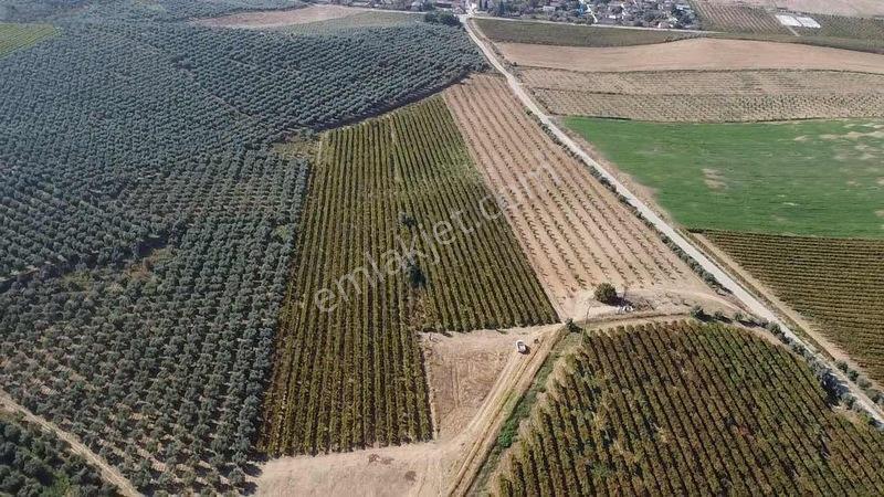 Salihli Torunlu Mahallesinde Satılık 14 Dönüm Üzüm Bağı... — fotoğraf 23