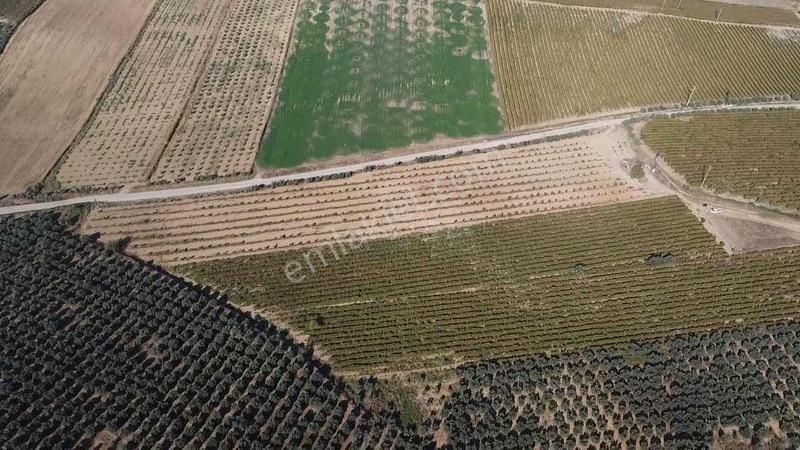 Salihli Torunlu Mahallesinde Satılık 14 Dönüm Üzüm Bağı... — fotoğraf 24