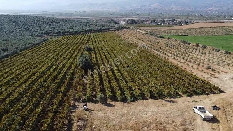 Salihli Torunlu Mahallesinde Satılık 14 Dönüm Üzüm Bağı... — fotoğraf 25