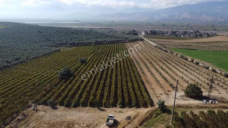 Salihli Torunlu Mahallesinde Satılık 14 Dönüm Üzüm Bağı... — fotoğraf 29