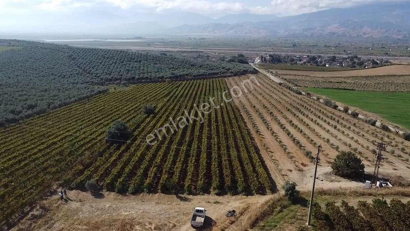 Salihli Torunlu Mahallesinde Satılık 14 Dönüm Üzüm Bağı... — fotoğraf 30