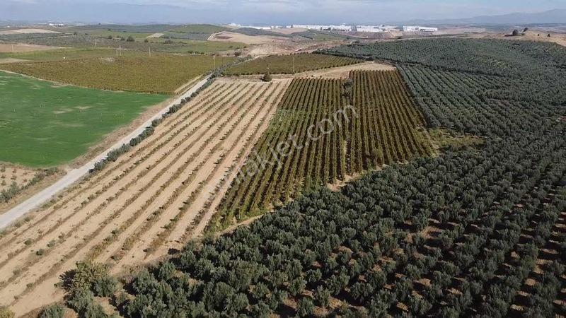 Salihli Torunlu Mahallesinde Satılık 14 Dönüm Üzüm Bağı... — fotoğraf 32