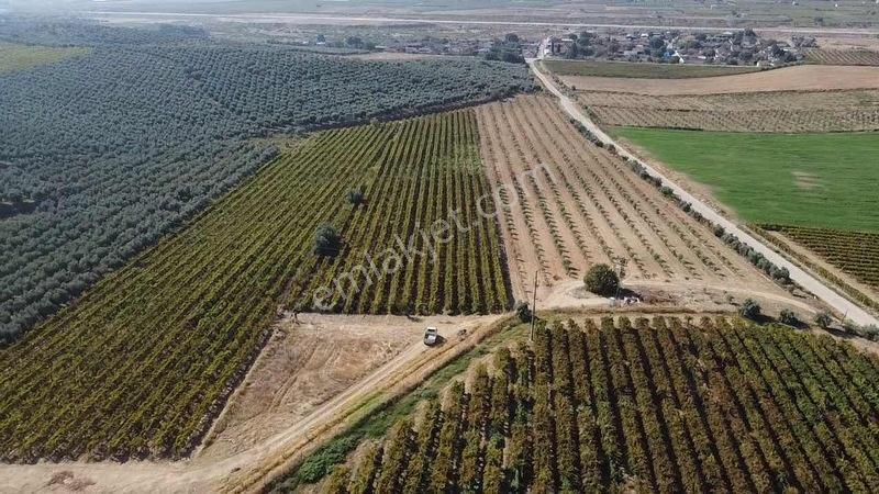 Salihli Torunlu Mahallesinde Satılık 14 Dönüm Üzüm Bağı... — fotoğraf 34