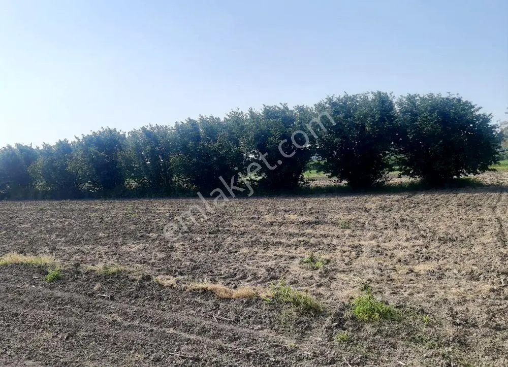 Sakarya Söğütlü Kurudil Mahallesinde Satılık 6.023 M² Tarla — fotoğraf 5