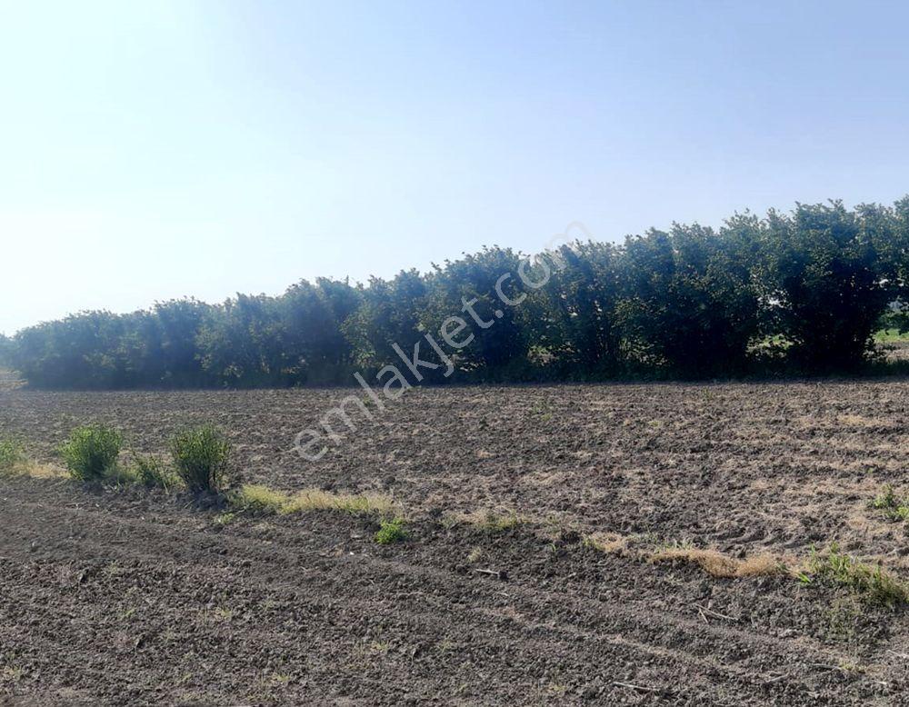 Sakarya Söğütlü Kurudil Mahallesinde Satılık 6.023 M² Tarla — fotoğraf 6
