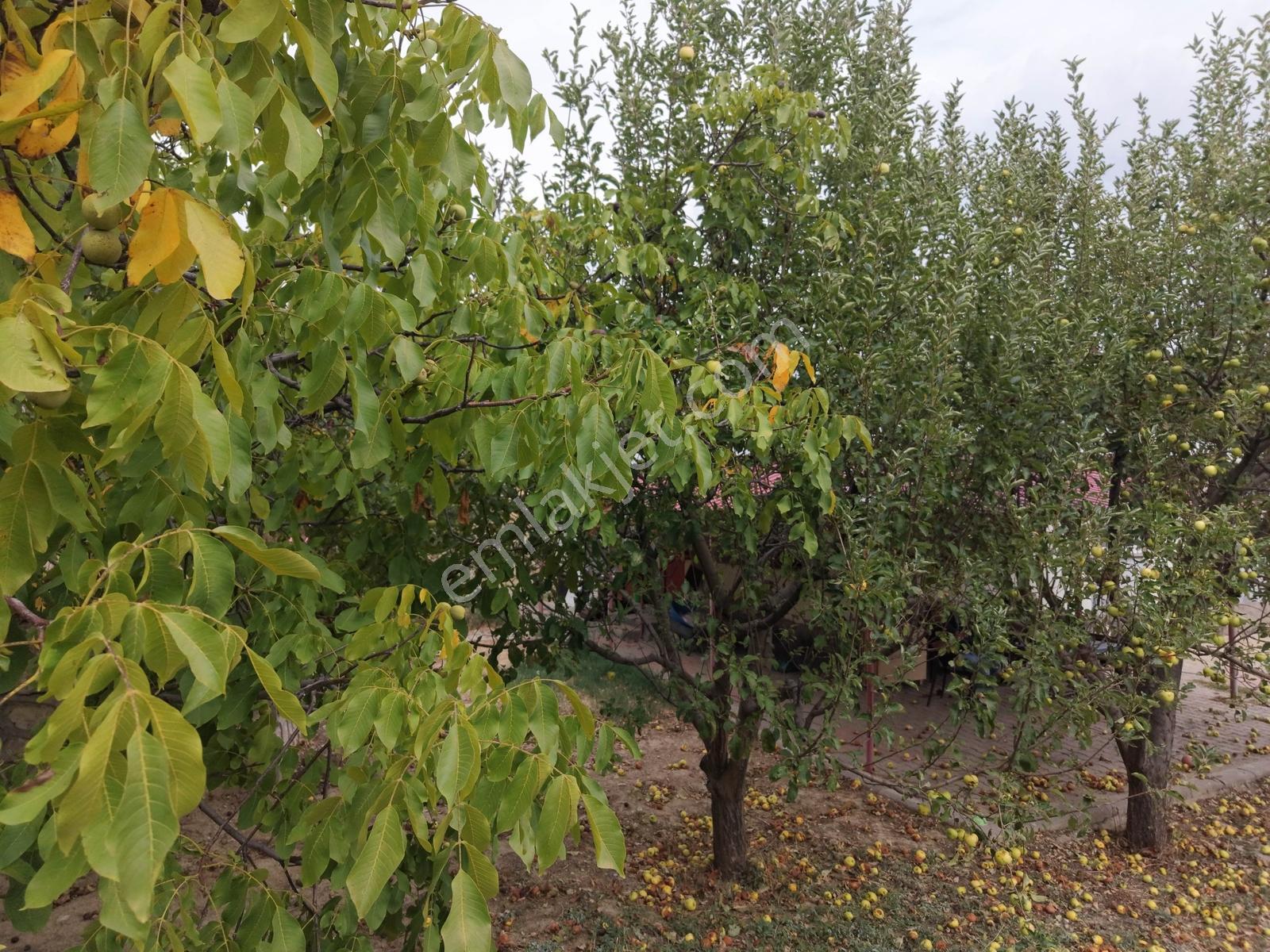 Yeni Rota'dan Tekir Alaçayır'da Ana Yol Kenarı Satılık Bağ — fotoğraf 12