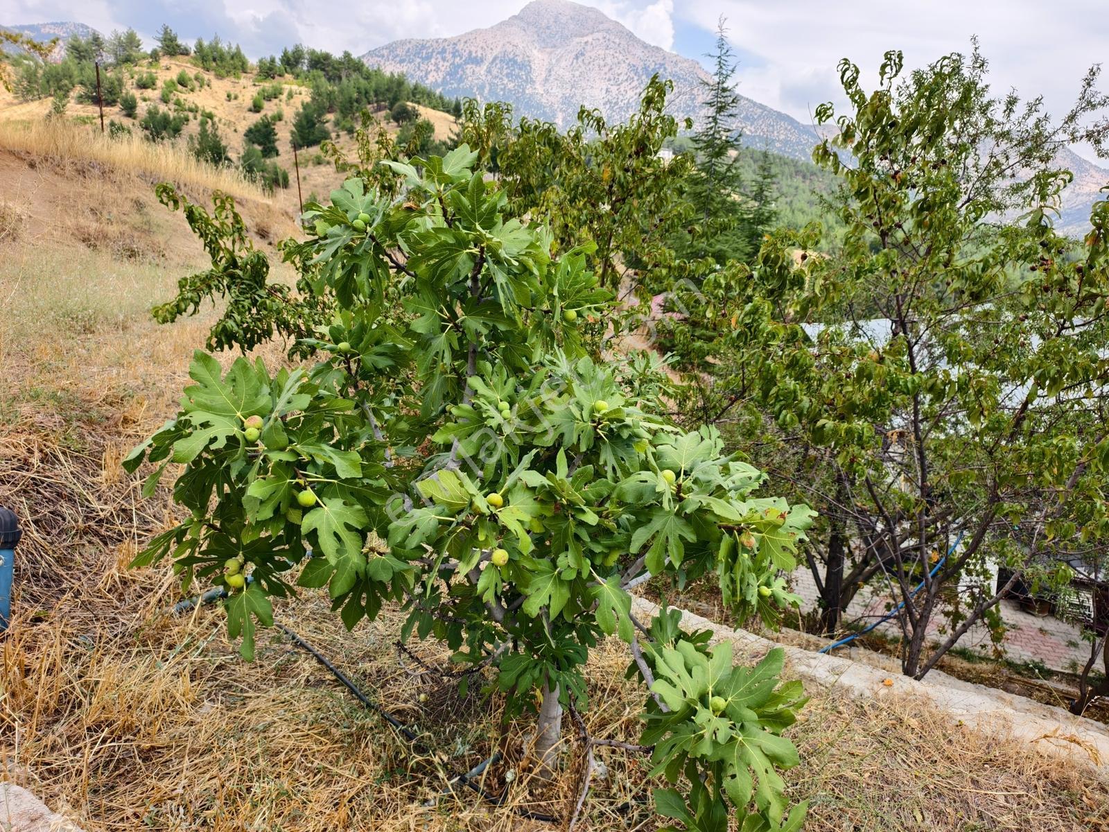 Yeni Rota'dan Tekir Alaçayır'da Ana Yol Kenarı Satılık Bağ — fotoğraf 30