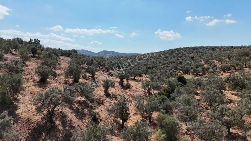 Burhaniye Pelitköy'de 257 M² Bahçe Vasıflı Hobi Bahçesi — fotoğraf 2