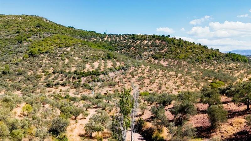 Burhaniye Pelitköy'de 257 M² Bahçe Vasıflı Hobi Bahçesi — fotoğraf 3
