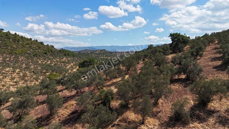 Burhaniye Pelitköy'de 257 M² Bahçe Vasıflı Hobi Bahçesi — fotoğraf 4