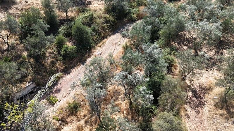 Burhaniye Pelitköy'de 257 M² Bahçe Vasıflı Hobi Bahçesi — fotoğraf 7
