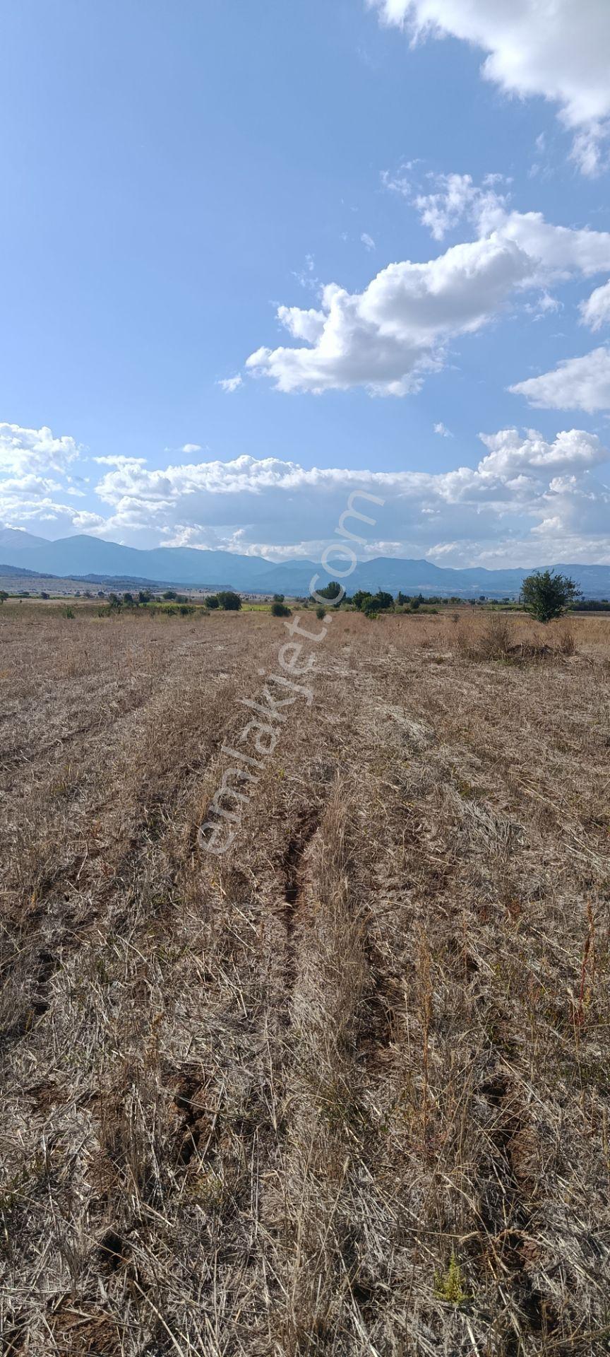 Denizli Acıpayam Dedebağı Satılık Tarla — fotoğraf 8