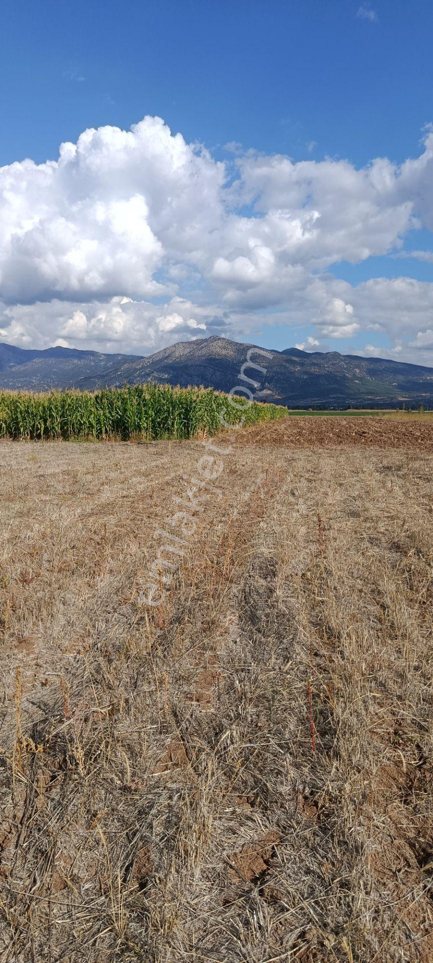 Denizli Acıpayam Dedebağı Satılık Tarla — fotoğraf 9
