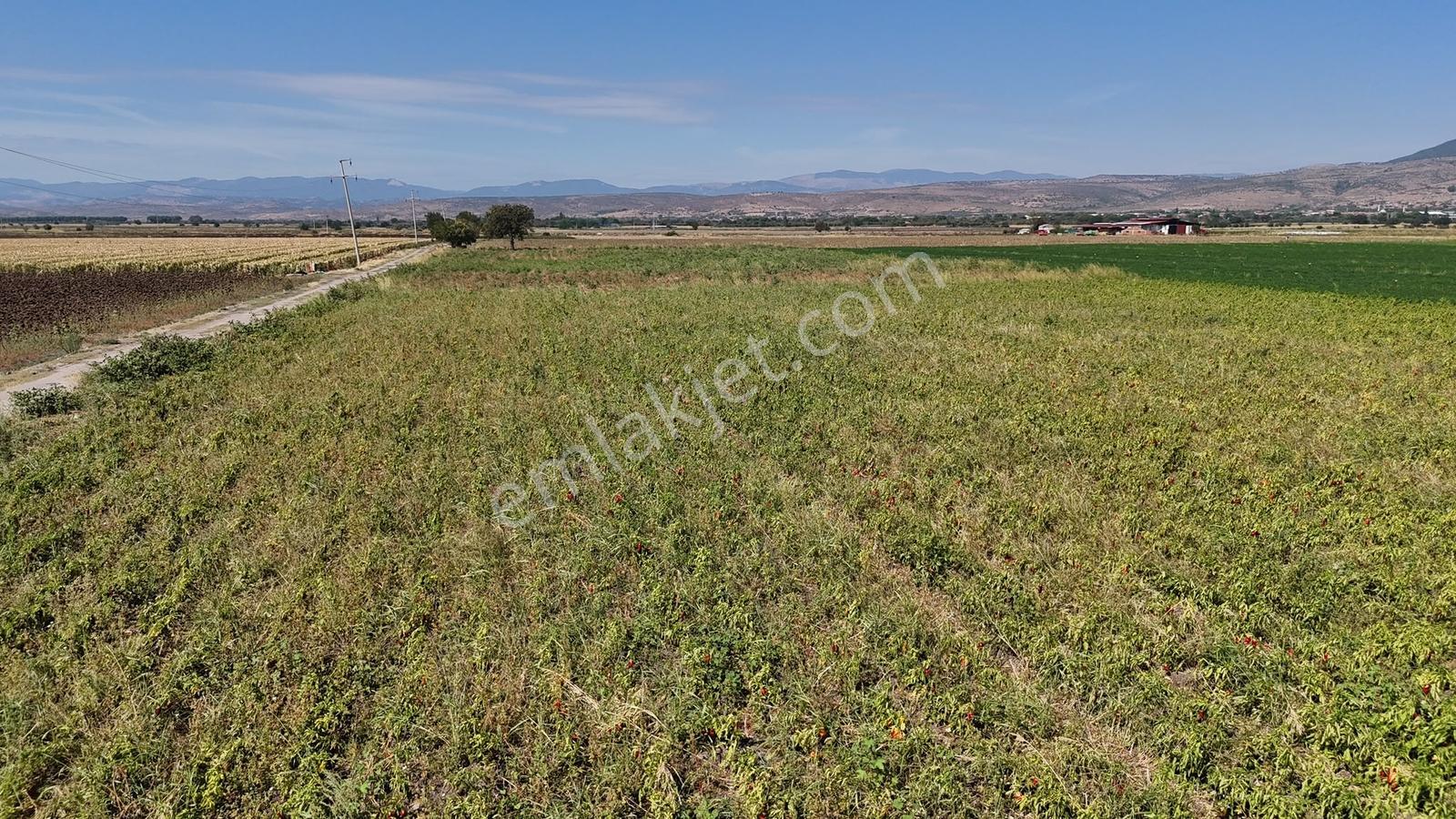 Bergama Göçbeylide Fırsat Köşe 11723 M2 Tarla Satışta — fotoğraf 7