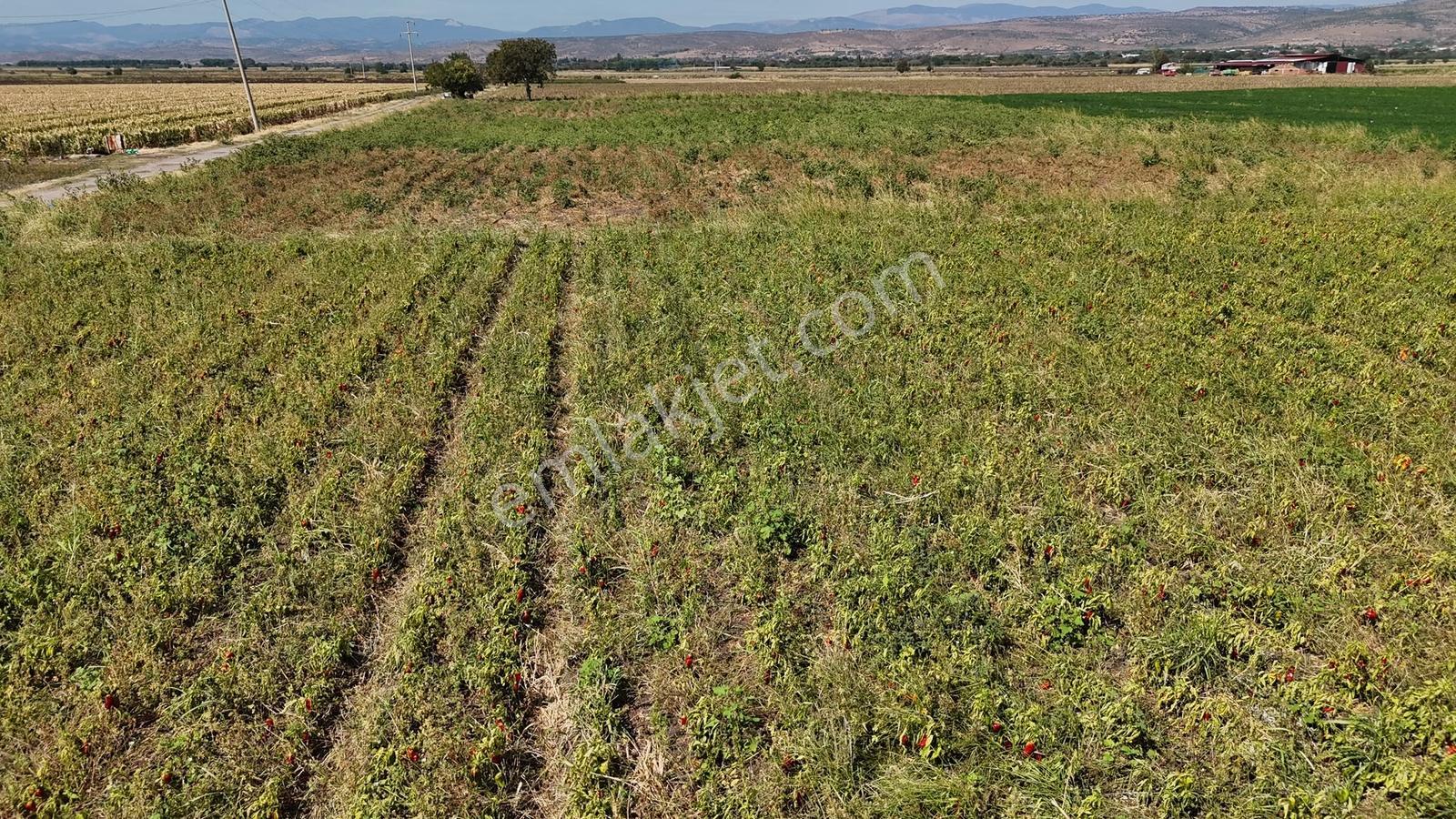 Bergama Göçbeylide Fırsat Köşe 11723 M2 Tarla Satışta — fotoğraf 10