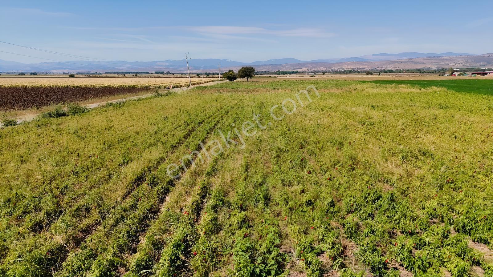 Bergama Göçbeylide Fırsat Köşe 11723 M2 Tarla Satışta — fotoğraf 14