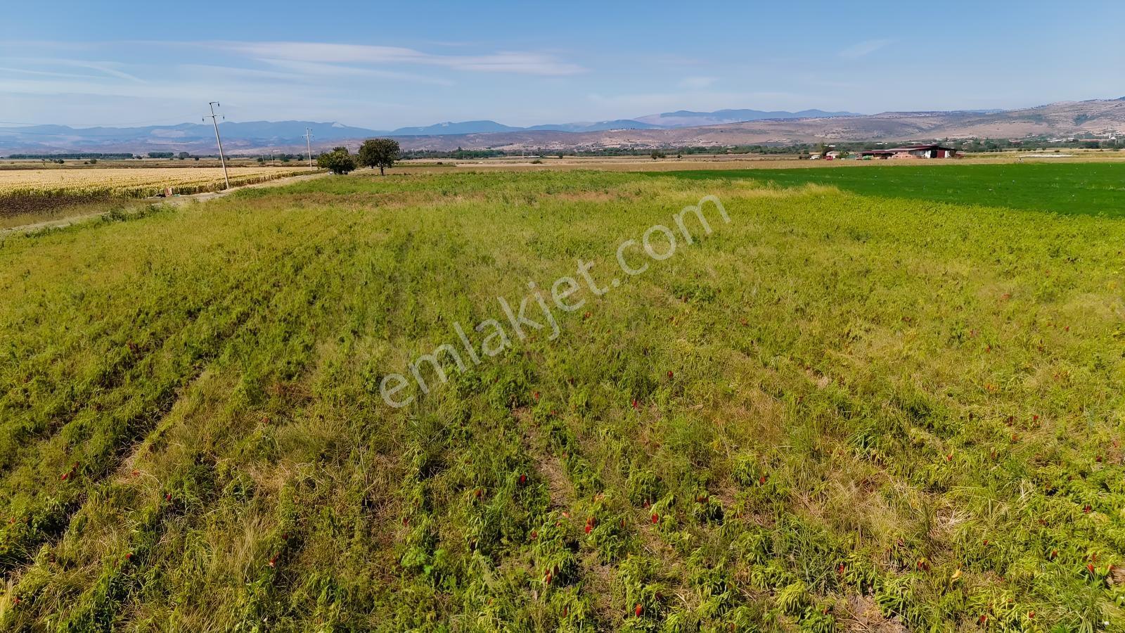 Bergama Göçbeylide Fırsat Köşe 11723 M2 Tarla Satışta — fotoğraf 15