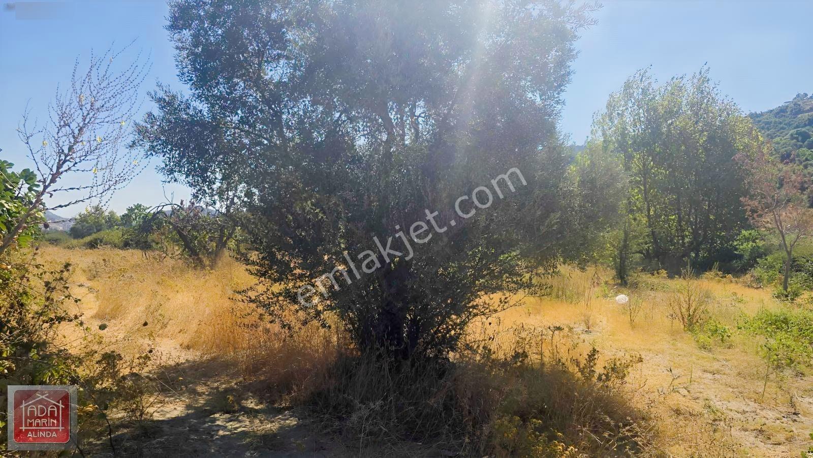 Ağaçlı Yolunda 40 Dairelik Proje Fırsatı | 9.500 M² İmarlı Arsa — fotoğraf 10