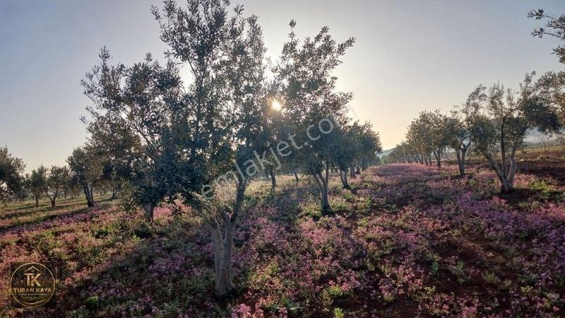 Zeytinlide Ful Bakımlı Zeytinlik — fotoğraf 4