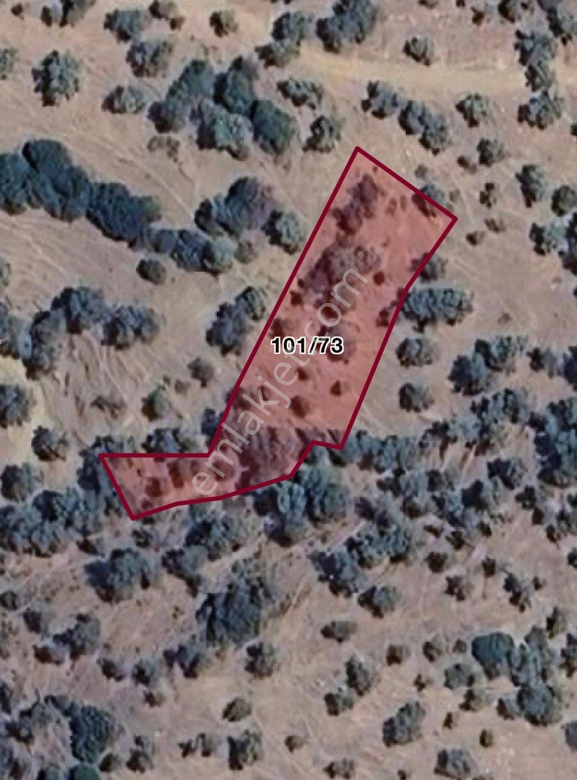İzmir Bayındır Karahayıtda 1059 M2 Fırsat Zeytinlik !!!