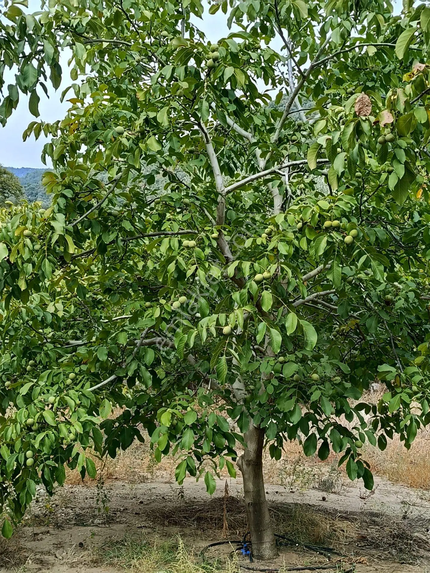 Acarlar Emlaktan Bozdoğan Hıdırbaba Mah 4190 M2 Satılık Bahçe