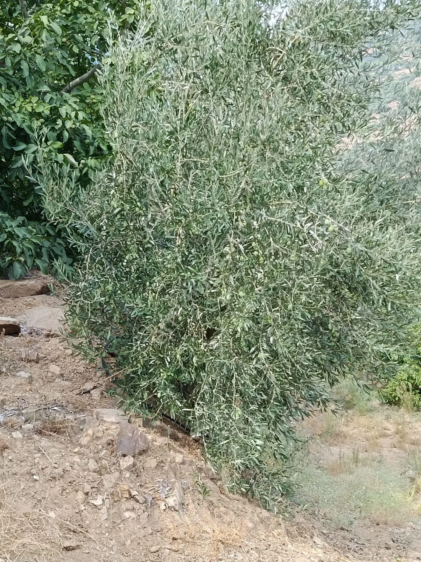 Acarlar Emlaktan Bozdoğan Hıdırbaba Mah 4190 M2 Satılık Bahçe — fotoğraf 2