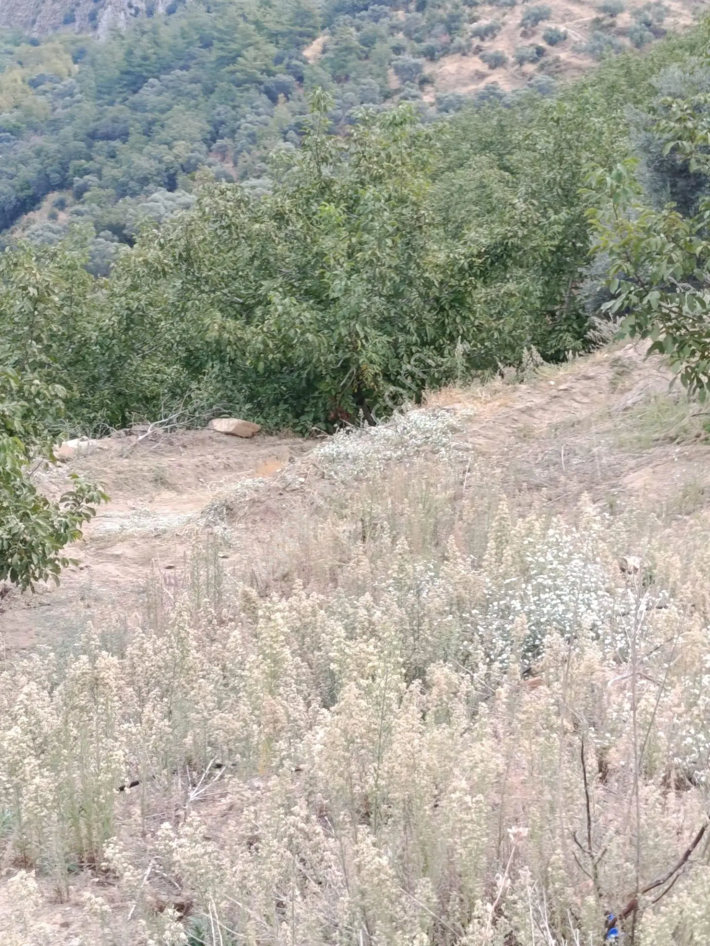 Acarlar Emlaktan Bozdoğan Hıdırbaba Mah 4190 M2 Satılık Bahçe — fotoğraf 4