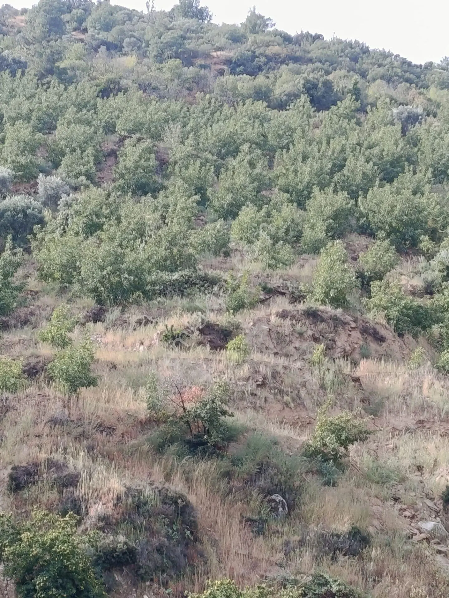 Acarlar Emlaktan Bozdoğan Hıdırbaba Mah 4190 M2 Satılık Bahçe — fotoğraf 5