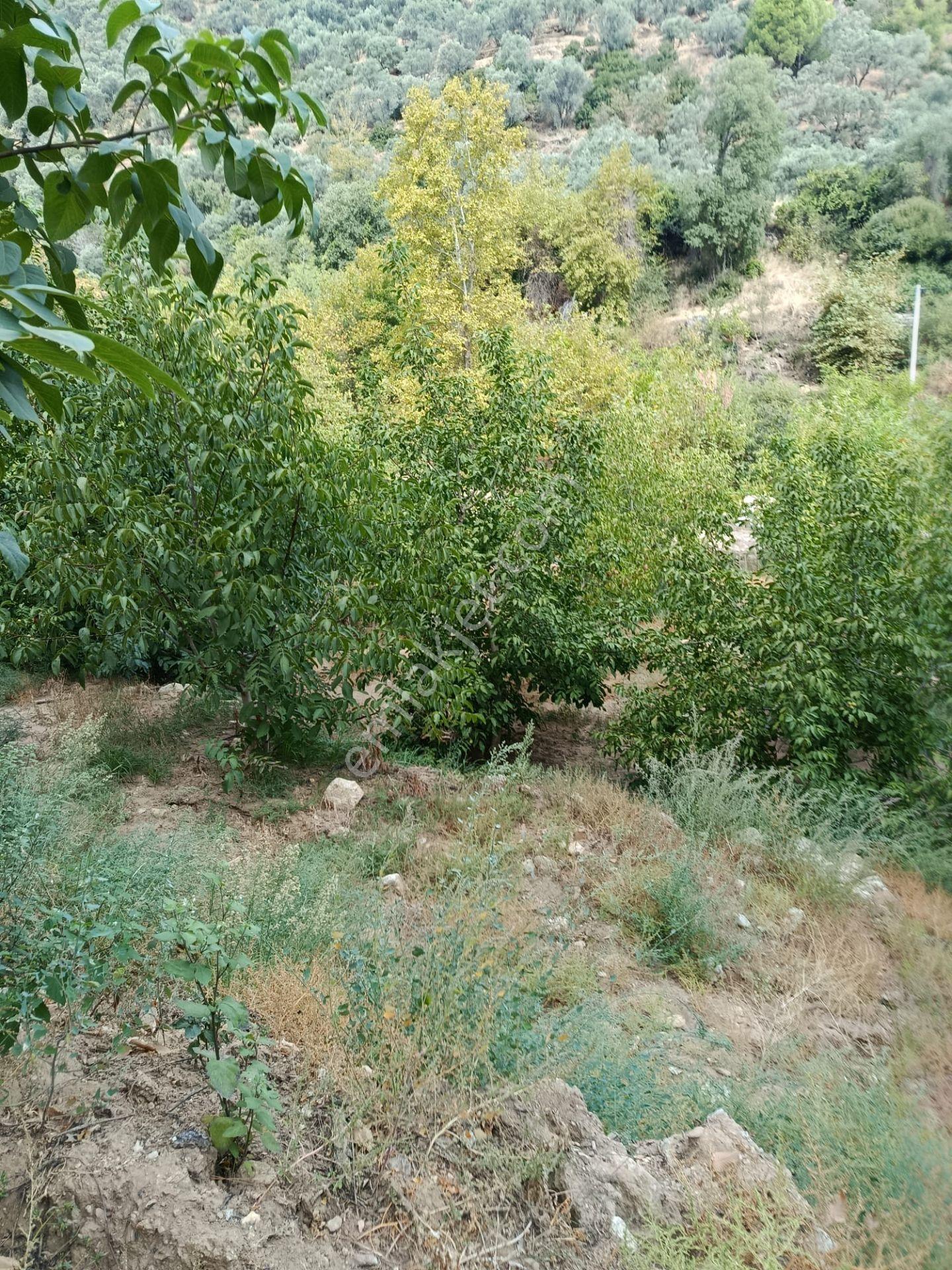 Acarlar Emlaktan Bozdoğan Hıdırbaba Mah 4190 M2 Satılık Bahçe — fotoğraf 6