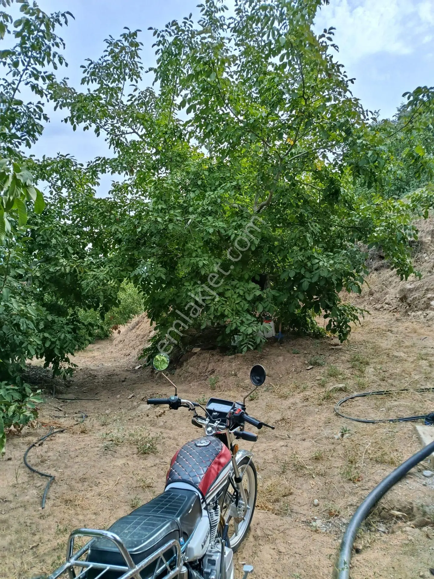 Acarlar Emlaktan Bozdoğan Hıdırbaba Mah 4190 M2 Satılık Bahçe — fotoğraf 7