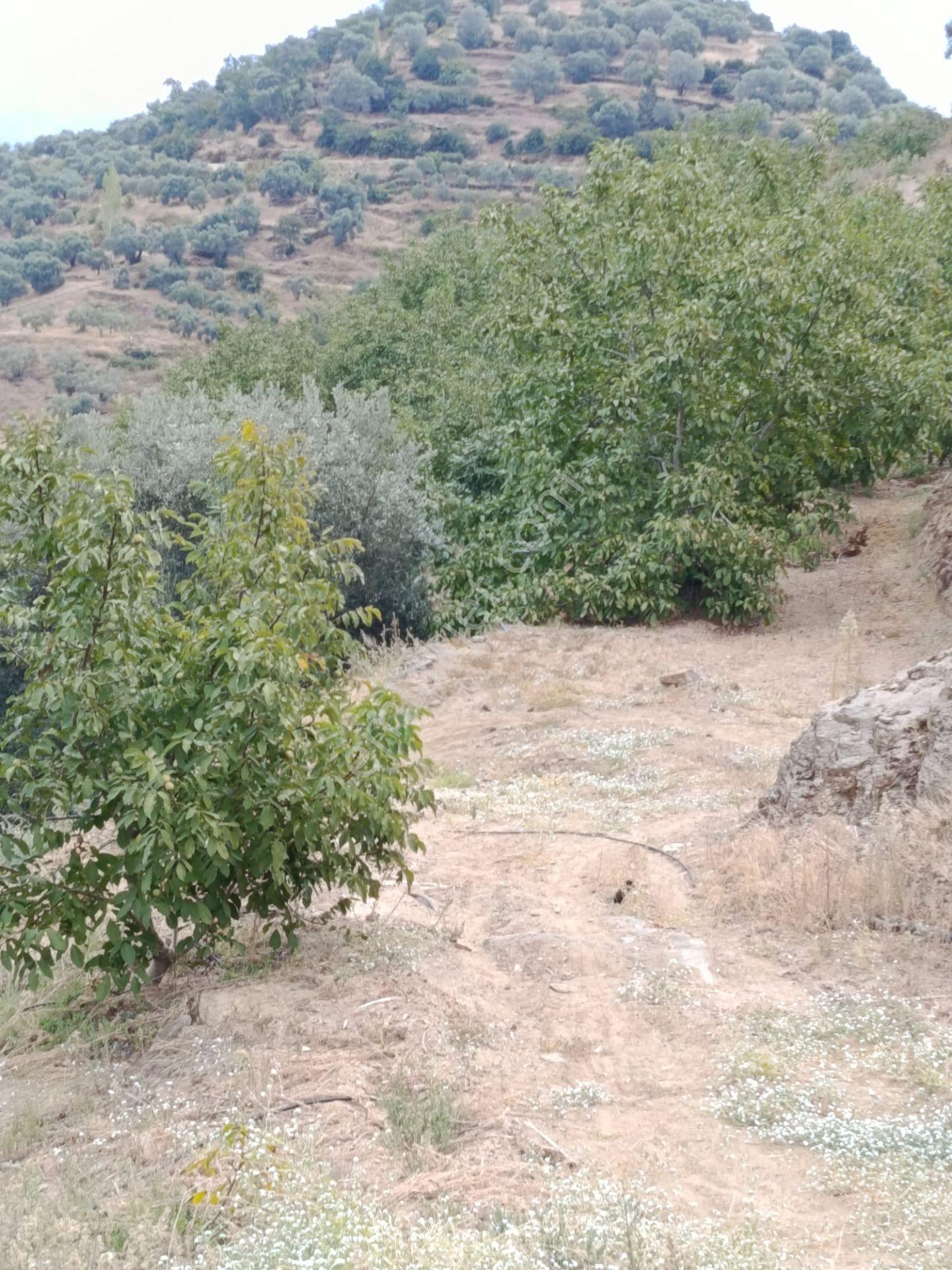 Acarlar Emlaktan Bozdoğan Hıdırbaba Mah 4190 M2 Satılık Bahçe — fotoğraf 8