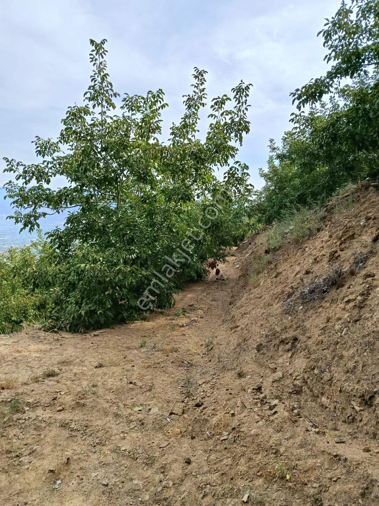 Acarlar Emlaktan Bozdoğan Hıdırbaba Mah 4190 M2 Satılık Bahçe — fotoğraf 10