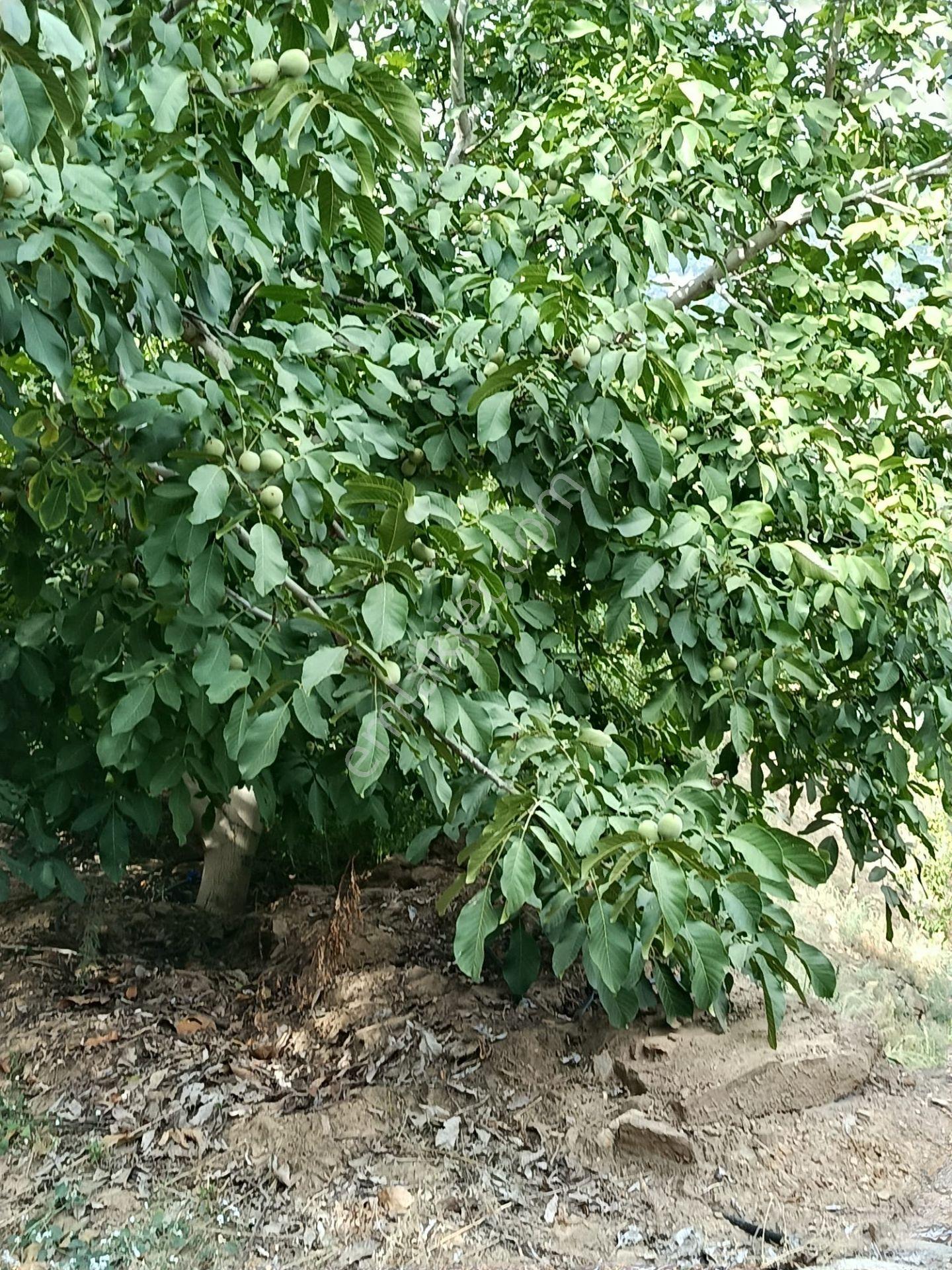 Acarlar Emlaktan Bozdoğan Hıdırbaba Mah 4190 M2 Satılık Bahçe — fotoğraf 12