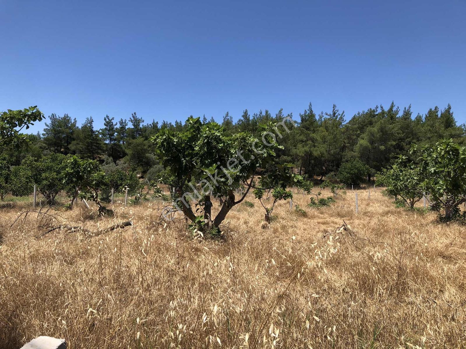 Torbalı Çamlıca´da Satılık 2272 M2 Arazi — fotoğraf 15