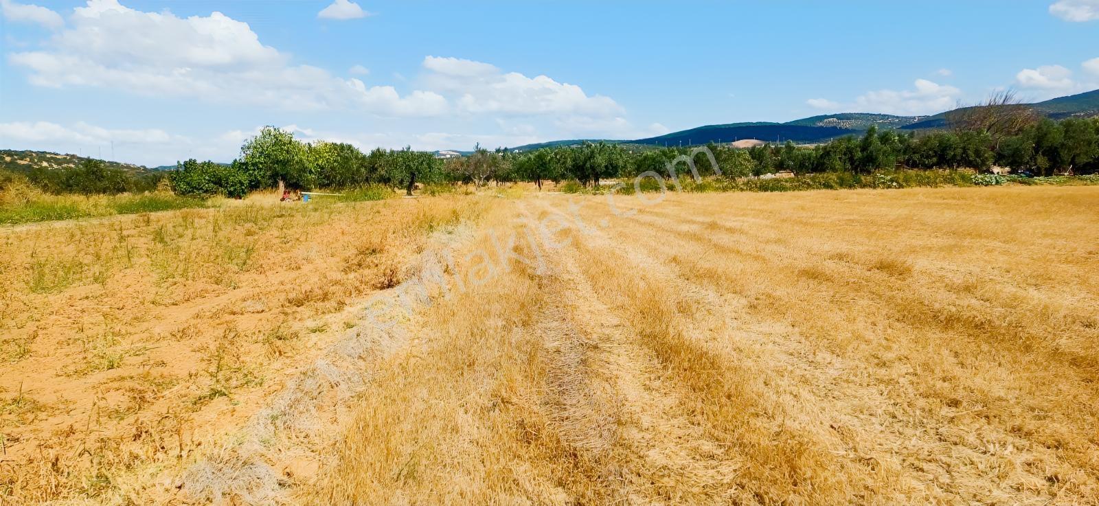 Çandarlı Liman Bölgesi Deniz Kenarı Satılık Arazi — fotoğraf 19