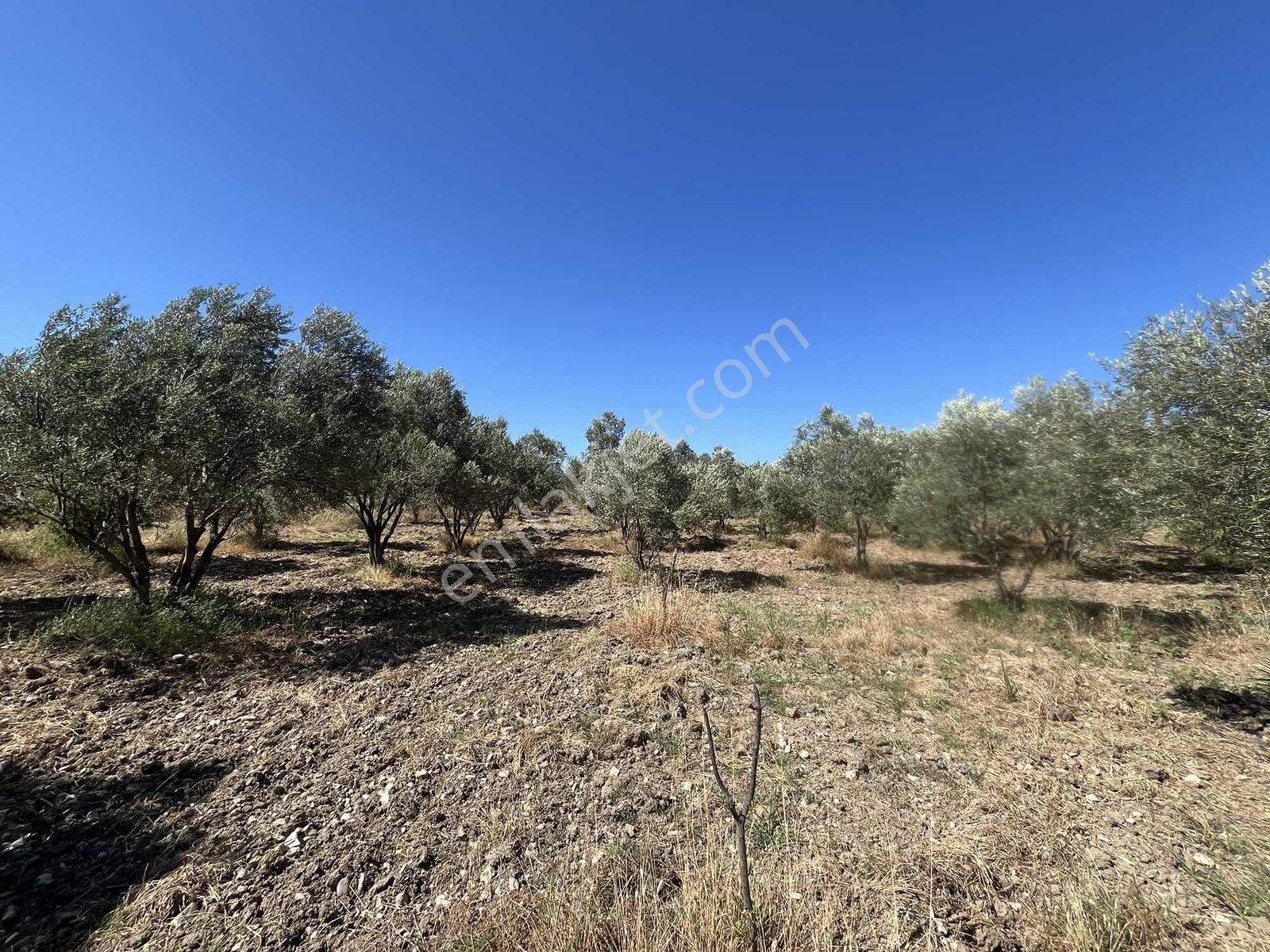 Dağlı Gayrimenkulden Yola Cepheli 9.636 M² Değerli Zeytinlik — fotoğraf 7