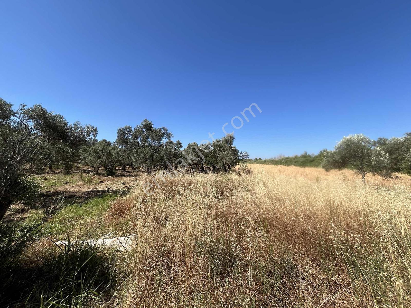 Dağlı Gayrimenkulden Yola Cepheli 9.636 M² Değerli Zeytinlik — fotoğraf 8