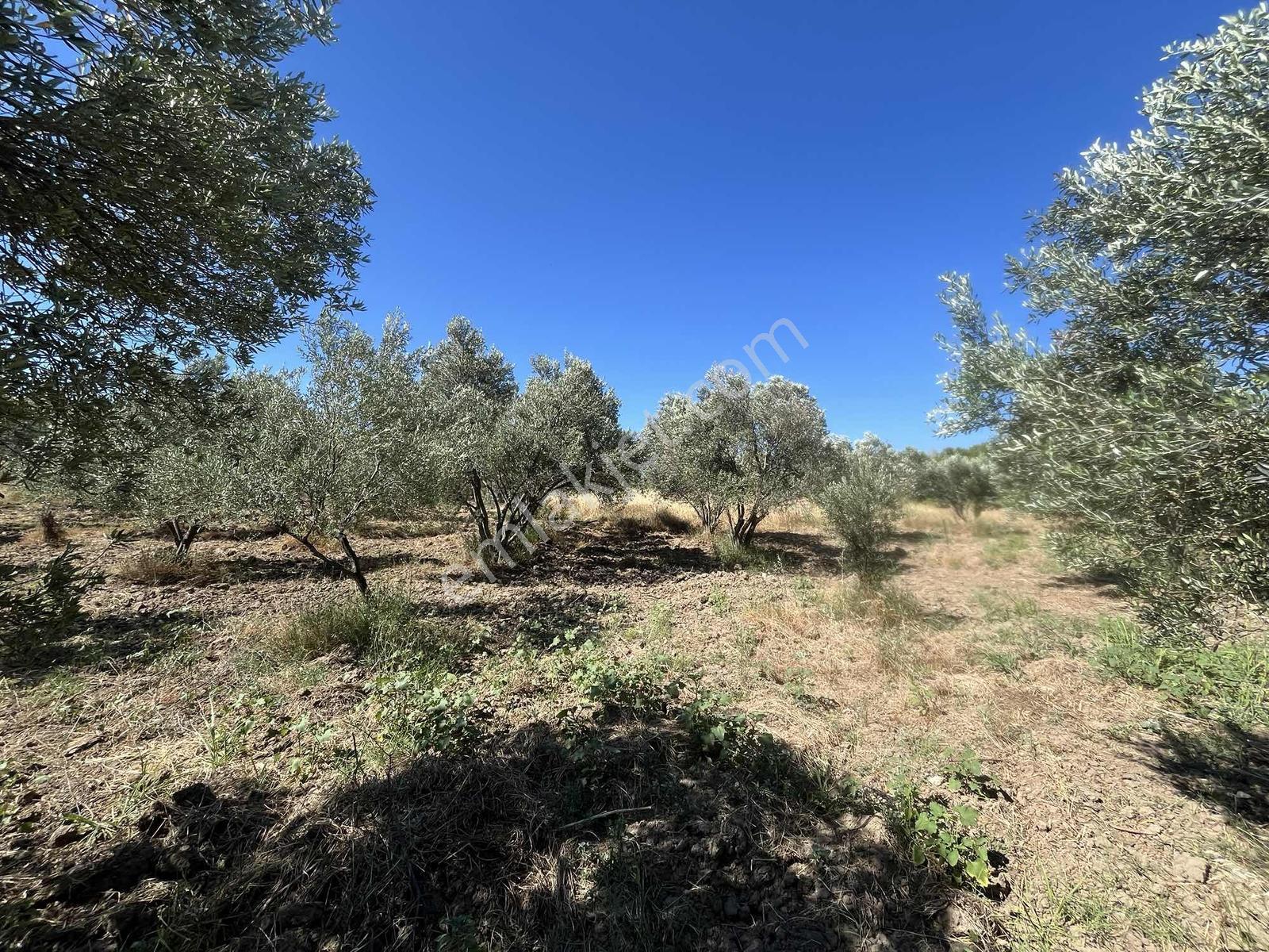 Dağlı Gayrimenkulden Yola Cepheli 9.636 M² Değerli Zeytinlik — fotoğraf 9
