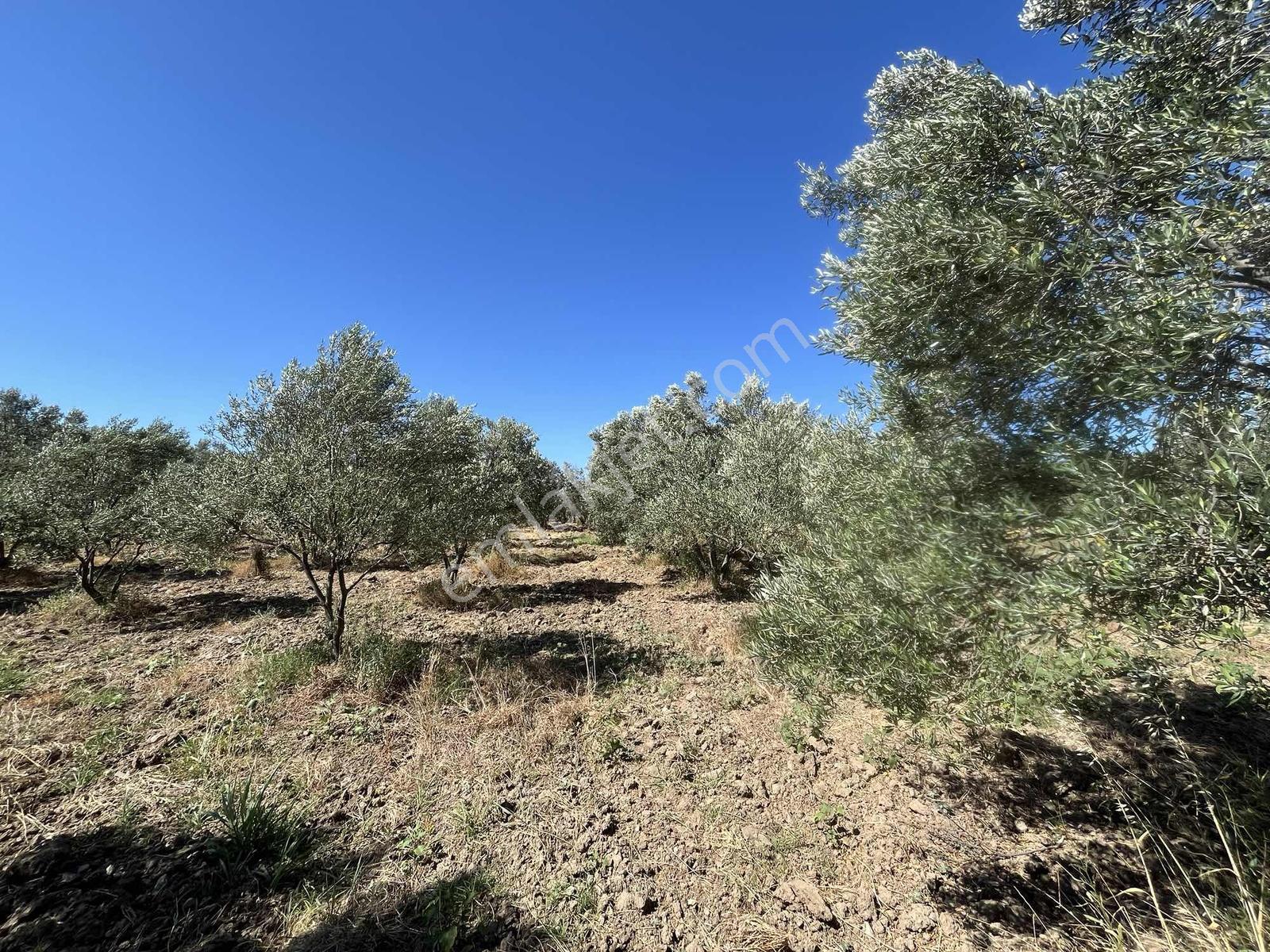 Dağlı Gayrimenkulden Yola Cepheli 9.636 M² Değerli Zeytinlik — fotoğraf 10