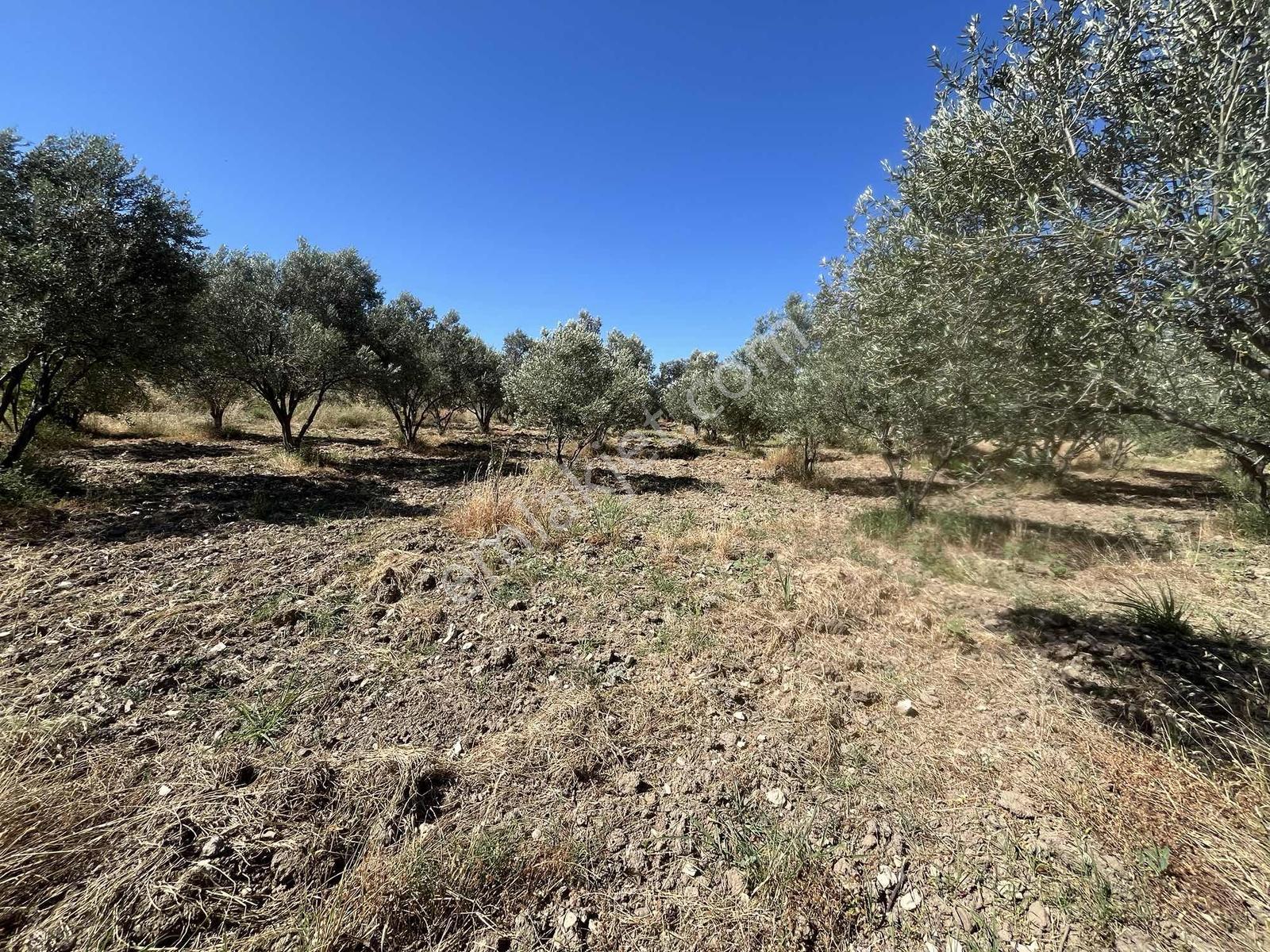 Dağlı Gayrimenkulden Yola Cepheli 9.636 M² Değerli Zeytinlik — fotoğraf 11